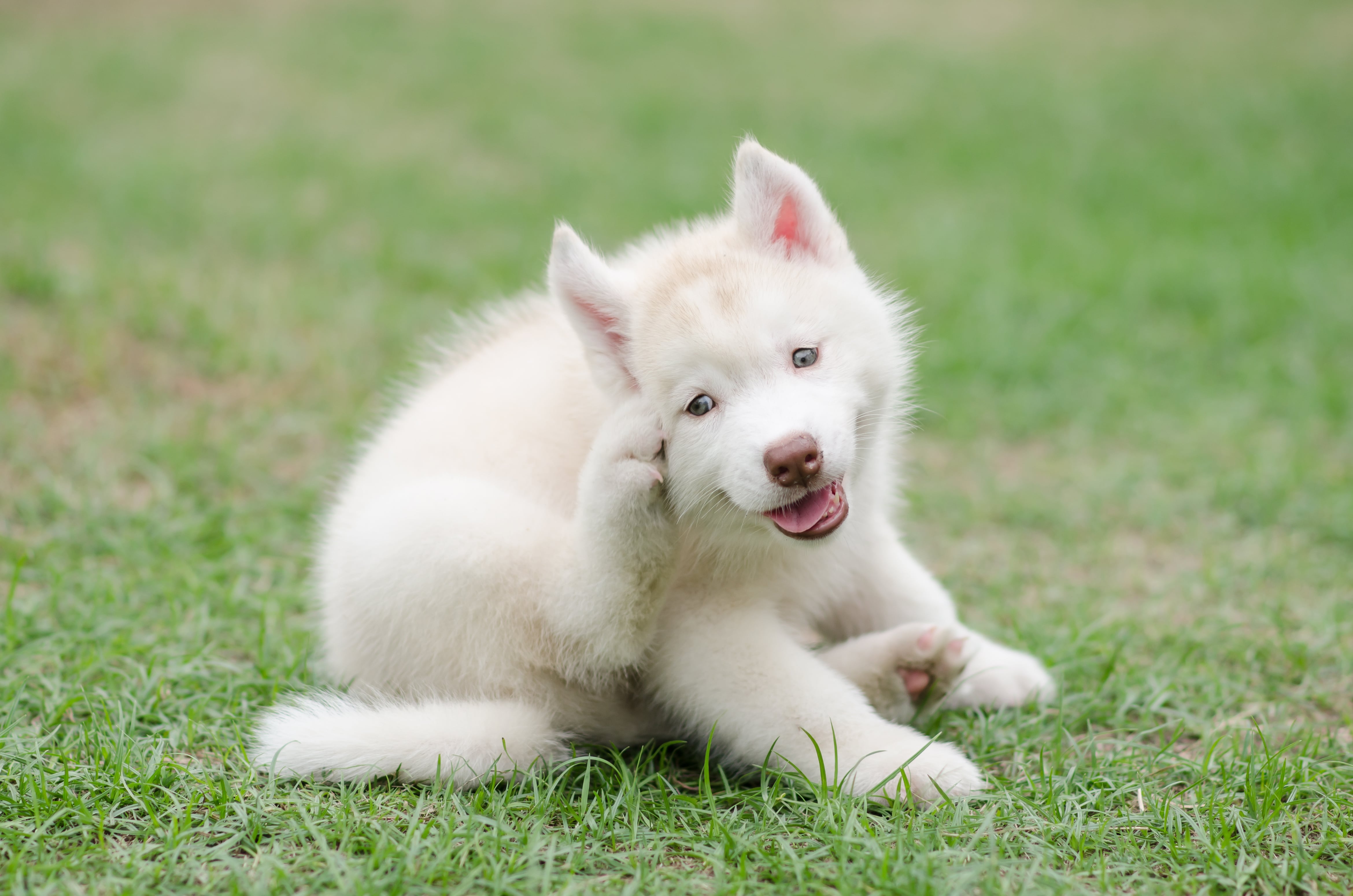 chien blanc gratte